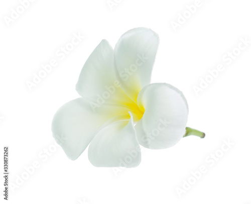 frangipani flower isolated on white on white background © Poramet