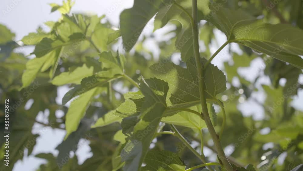 leaf motion depend on wind at garden leaf motion depend on wind at garden