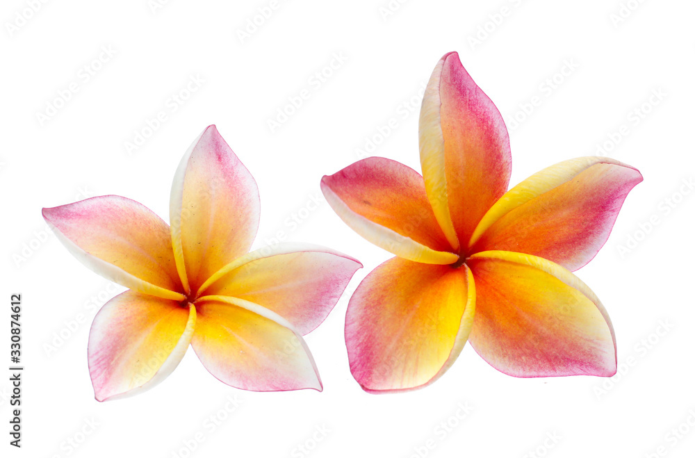 Fototapeta premium Frangipani, Pumeria, Frangipanni, isolated on white background