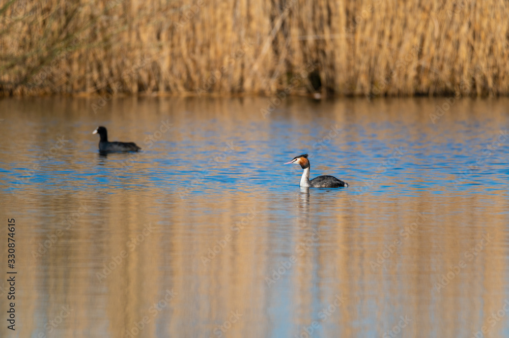 a great  crested grebe swims in a small pond in northern Germany