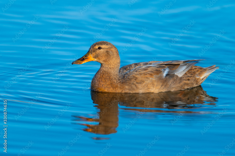 ducks swim in peace over a small  pond in northern Germany