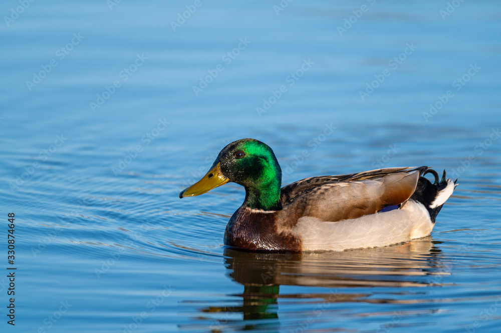ducks swim in peace over a small pond in northern Germany ducks swim in peace over a small pond in northern Germany