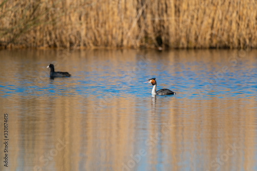 a great crested grebe swims in a small pond in northern Germany