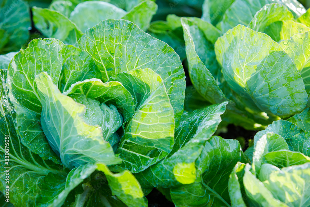 Obraz premium Organic Green Baby Cabbage Growing in a Vegetable Garden Outside