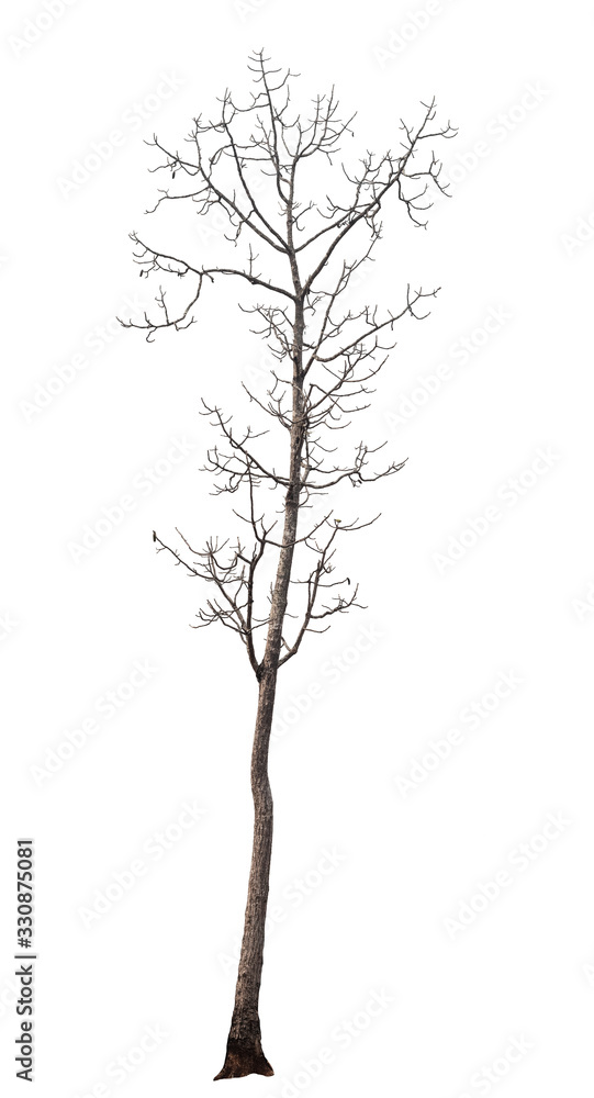 Obraz premium isolated death tree on white background with clipping path