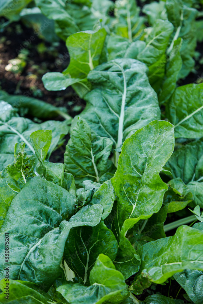 Rows of Organic Lettuce Growing in a Backyard Garden with White Fence Rows of Organic Lettuce Growing in a Backyard Garden with White Fence