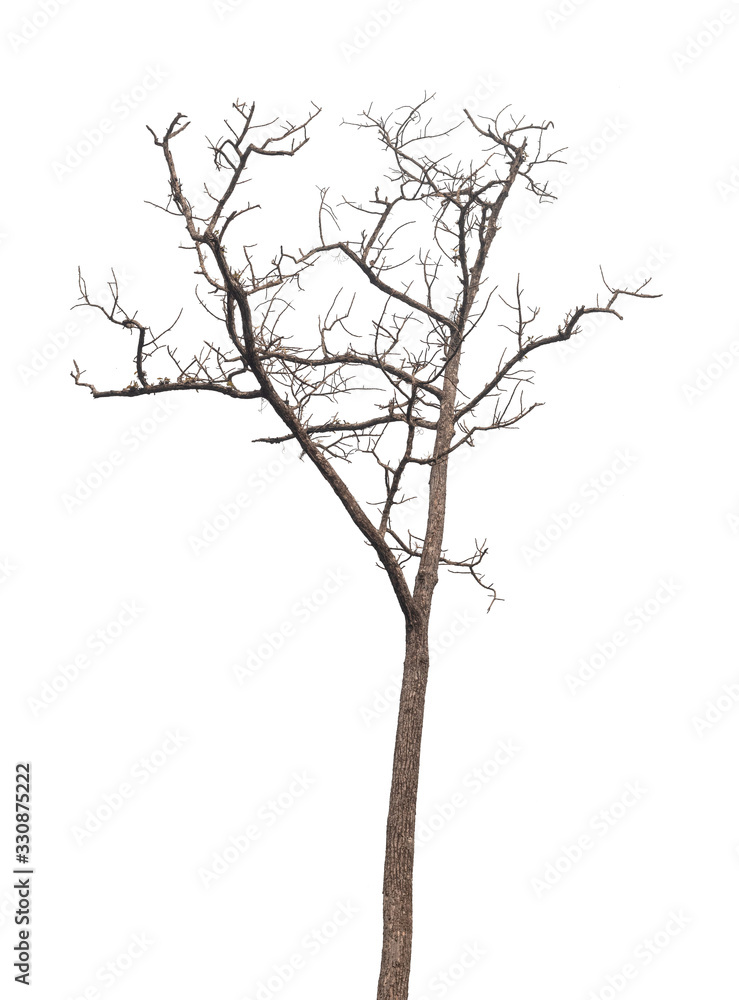 Fototapeta premium isolated death tree on white background with clipping path