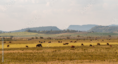 Beef cattle breeding field in southern Brazil and the landscape of the gaucho pampas