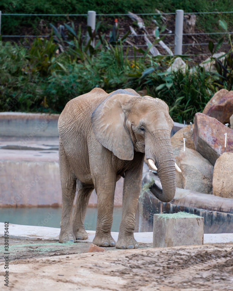 Fototapeta premium elephant feeding