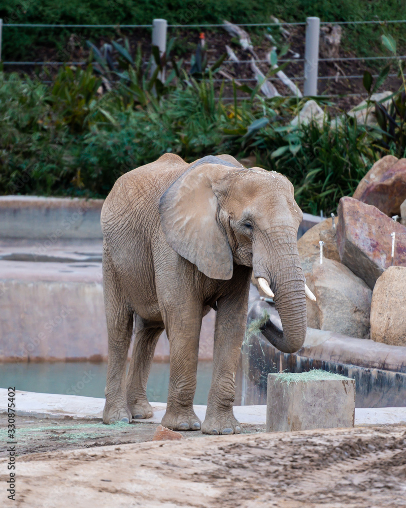 elephant feeding