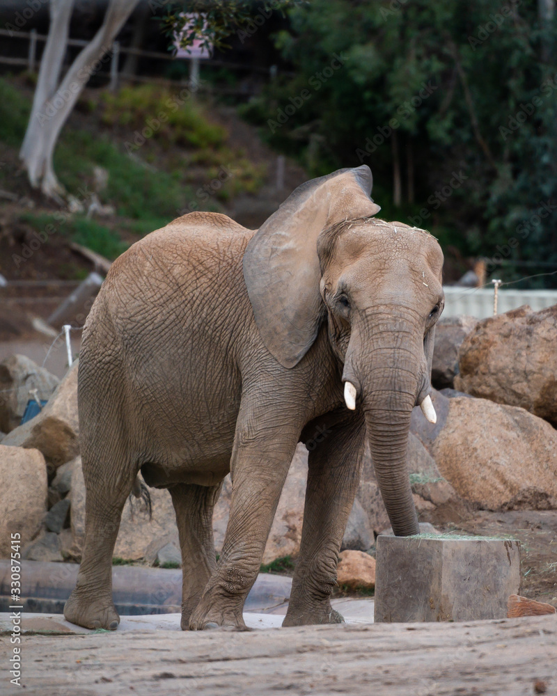 Naklejka premium elephant in zoo