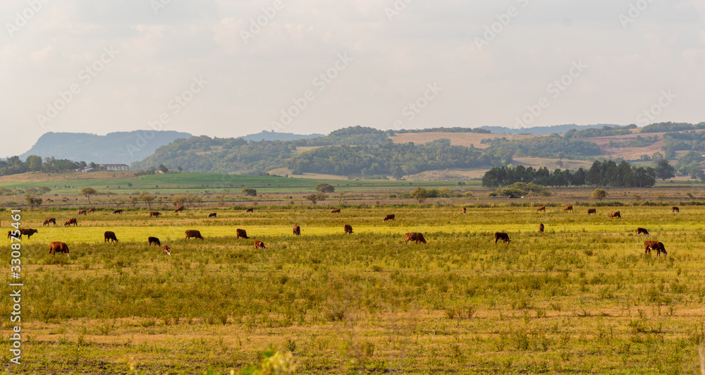 Beef cattle breeding field in southern Brazil and the landscape of the gaucho pampas