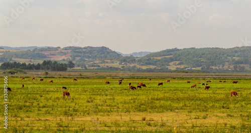 Beef cattle breeding field in southern Brazil and the landscape of the gaucho pampas