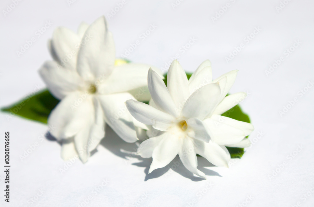 Jasmine Jasmine