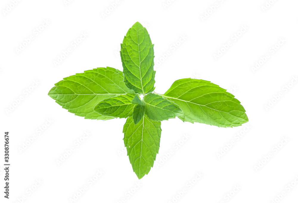 mint leaves isolated isolated on white mint leaves isolated isolated on white