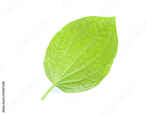 Piper sarmentosum  Wildbetal leafbush leaf isolated on white