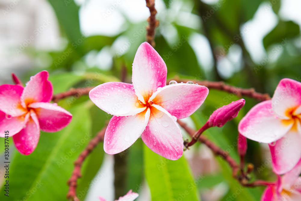 Obraz premium Plumeria with leaves nature background