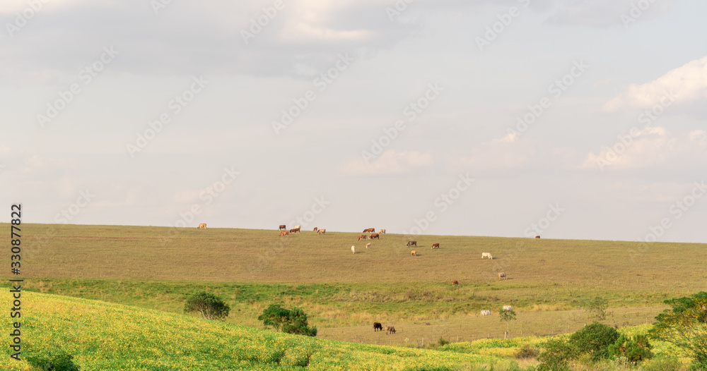 Cow breeding fields in the pampa biome region in southern Brazil