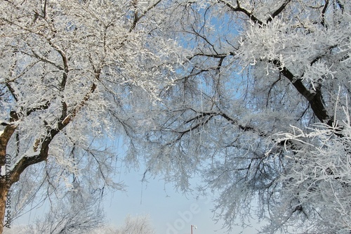 樹氷と青空