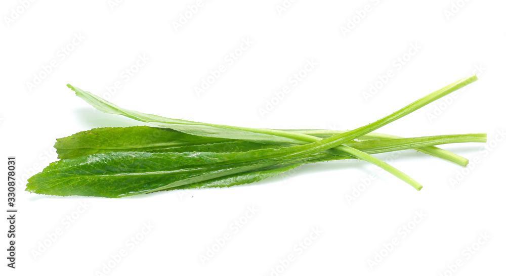 Vegetable,Culantro isolated on white background Vegetable,Culantro isolated on white background