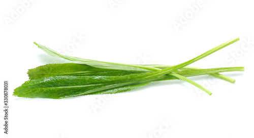 Vegetable Culantro  isolated on white background