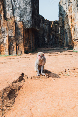 macaque rhesus on monkey island in a monkey city of stones