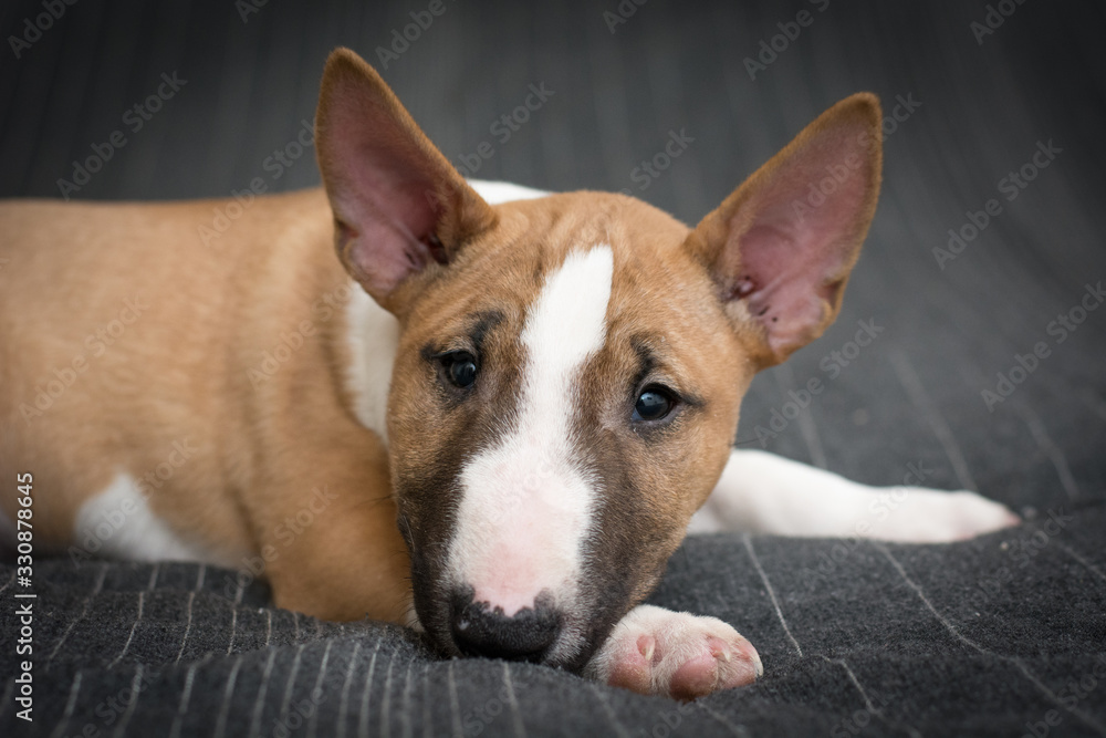 Bull terrier puppy 