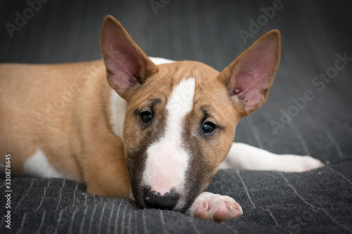 Photographie Bull terrier puppy