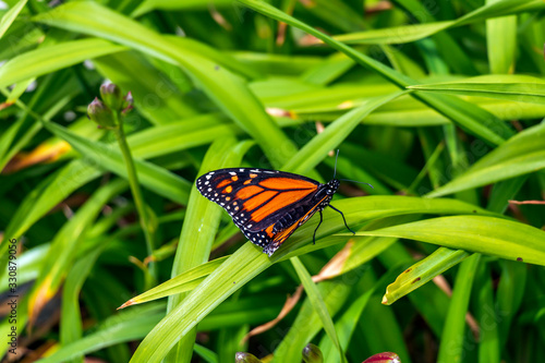 Danaus plexippus in the natural habitat