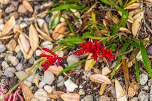 Close up of Anigozanthos