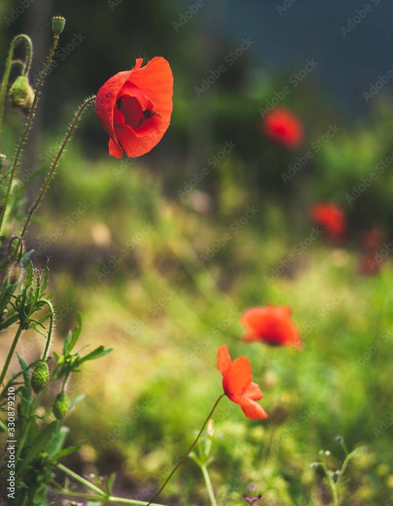 Fototapeta premium red poppies with spider in a green meadow