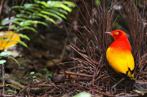 Beautiful Flame Bowerbird