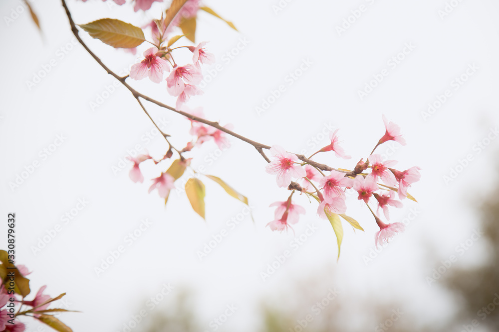 Beautiful cherry blossom or sakura in spring time over sky Beautiful cherry blossom or sakura in spring time over sky