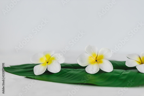 monoi flowers on tropical green leaf on calming white background