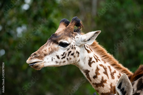 Fototapeta Naklejka Na Ścianę i Meble -  Giraffe
