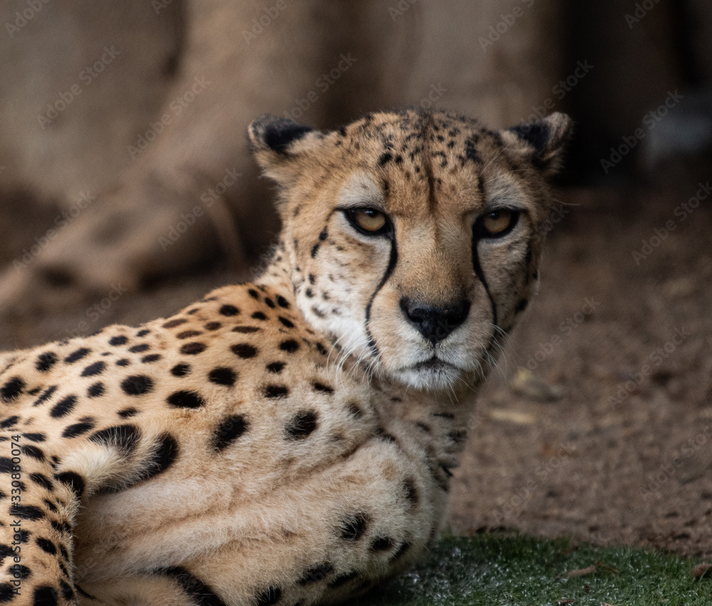 Cheetah Cheetah