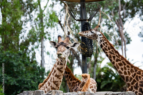 Canvas Print Giraffes
