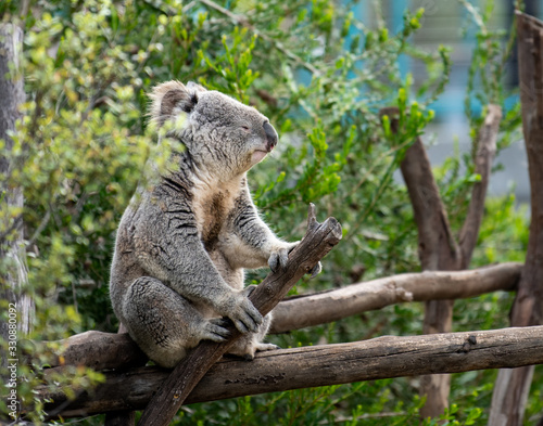Canvas Print Koala