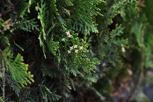 Male flower of Platycladus orientalis  Oriental arborvitae   an evergreen conifer.