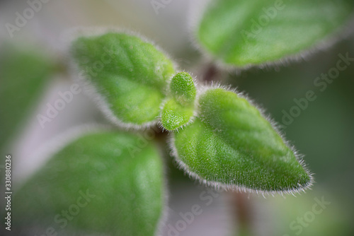 tiny leaf on a succulent houseplant