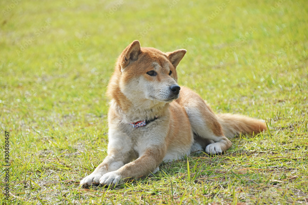 柴犬 柴犬