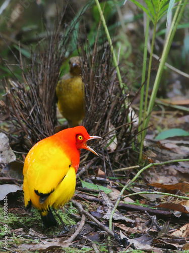 Male Flame Bowerbird singing with vivid colours at bower to attract female in nature wild New Guinea paradise bird of paradise photo