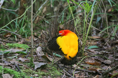 Foto Male Flame Bowerbird displaying vivid colours with outstretched wing at bower to
