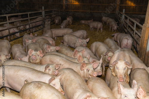 pigs in farm,  pigsty livestock pork production
