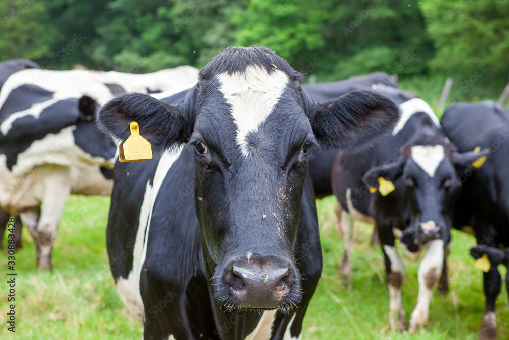 cows in a field