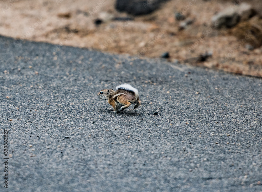 Running Chipmunk Running Chipmunk