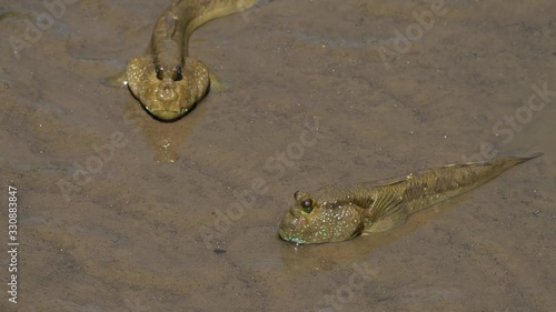 Oxudercinae in mangrove forest Thailand  photo