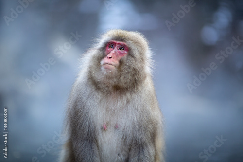 portrait of a macaque © 敏治 荒川