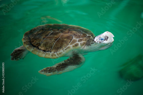 rescue sea turtle recovers in rehabilitation tank