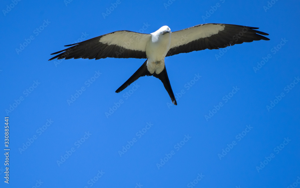 Obraz premium Elanio Tijereta-Swallow tailed Kite costarican bird